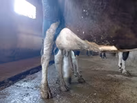 母牛, Alatau breed — 照片 4