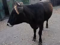 Mucca, Swiss cattle — foto 2