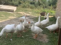 Geese — 照片 1