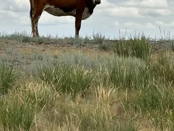 Корова, Герефорд