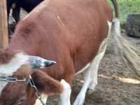 Toro, Bovini — foto 5