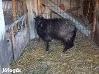 Schaap, Ile-de-France sheep — foto 1