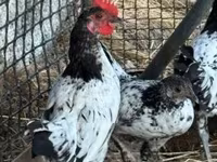 Chickens — photo 5