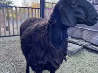 Beran, Hissar sheep — foto 1