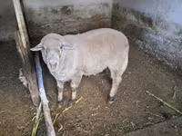 Vædder, Merino sheep — foto 3