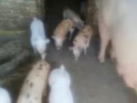 Doofaar dhaddig, Pigs — sawirka 1