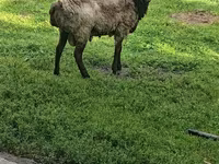مینڈھا, بھیڑیں — تصویر 2