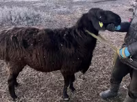 Domba jantan, Hissar sheep — foto 3