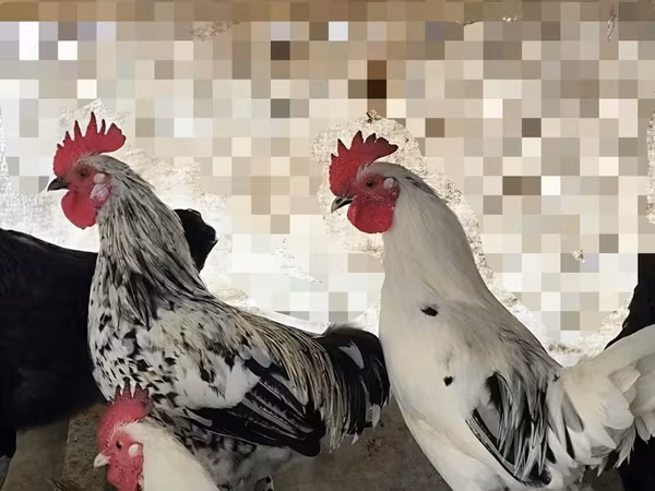 Chickens