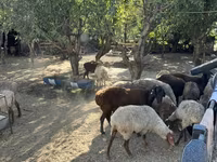 Ovca, Rhon sheep — fotografija 5