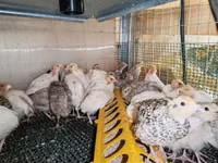 Quails — fotografija 4