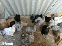 Pekinška bantam — fotografija 1
