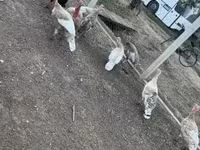 Turkeys — fotografija 5