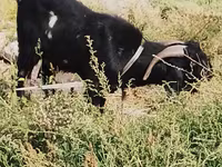 बकरा, बकरियाँ — फ़ोटो 5
