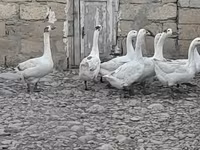 Geese — ፎቶ 2