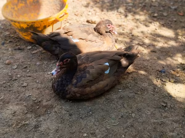 Ducks