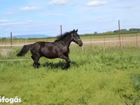 Жребец, Hungarian horse breed — снимка 5
