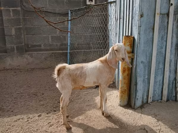 암염소, Kamori goats
