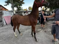 اسب نر, Akhal-Teke — عکس 1