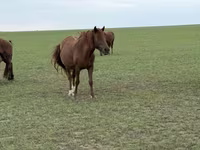 Mare, Horses — photo 2