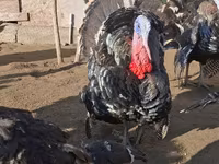 ብሮንዝ — ፎቶ 2