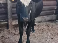 Krava, Russian Black pied cattle — foto 3