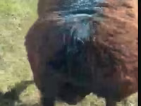 Biri-biri betina, Sheep — foto 1