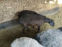 میش, Hissar sheep — عکس 4