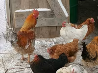 Chickens — รูปภาพ 5