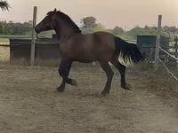 گھوڑا, گھوڑے — تصویر 4