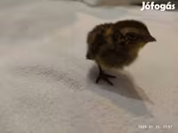 Quails — الصورة 5