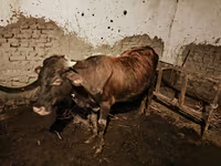 گاو نر, گاو — عکس 2