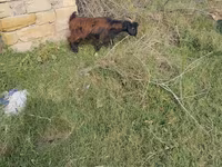 Ziege, Ziegen — Foto 1