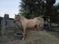 Stute, Palomino — Foto 6