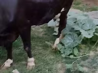 Lo’, Russian Black pied cattle — sawirka 3