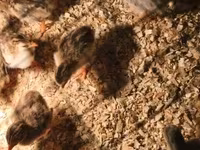 Chickens — φωτογραφία 2