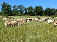 Bull, Cattle — photo 2