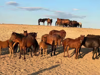 Klisna, Mugalzhar horse — foto 4