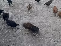Chickens — fotografija 2