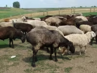 Domba jantan, Sheep — foto 2