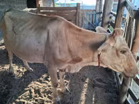 بقرة, Latvian Blue cattle — الصورة 4