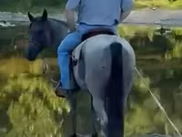 Cavallo, Quarter Horse — foto 6