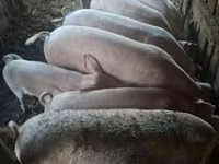Babi hutan, Pigs — foto 6