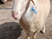 แกะตัวผู้, Assaf sheep — รูปภาพ 3