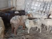 میش, گوسفند — عکس 1