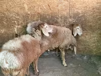 Domba jantan, Hissar sheep — foto 4