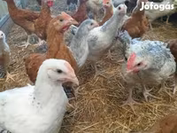 Chickens — 사진 1