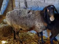 Owca, Edilbay sheep — zdjęcie 1
