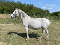 பெண் குதிரை, Lipizzaner — புகைப்படம் 2