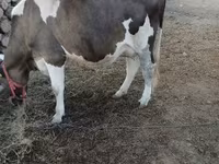 İnek, Holstein ırkı — foto 1